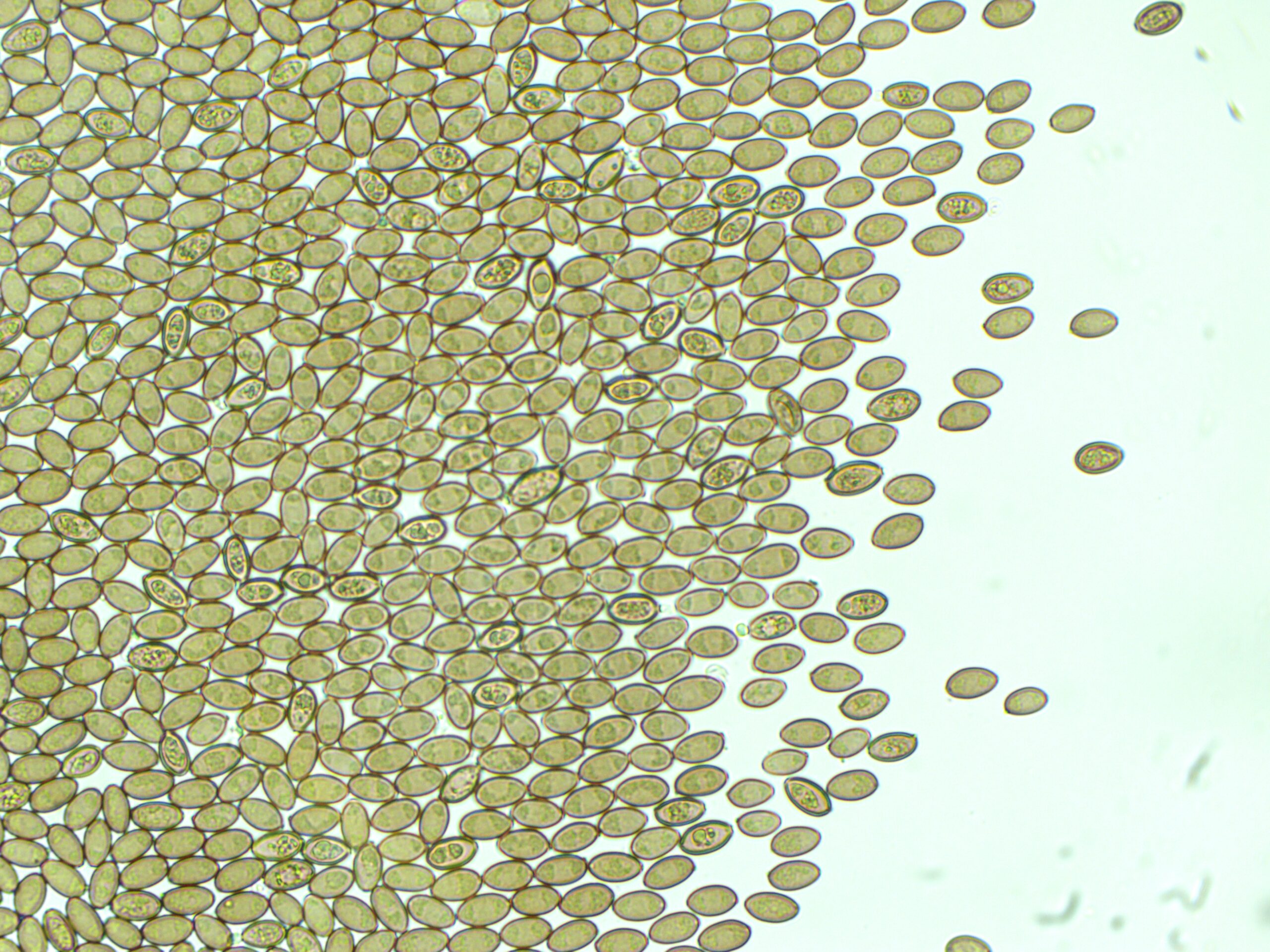  Alacabenzi 12mL Spores