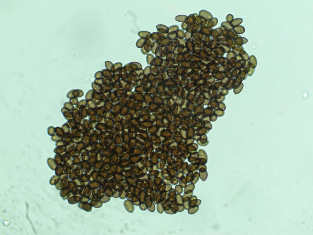 Acadian Coast 12mL Spores