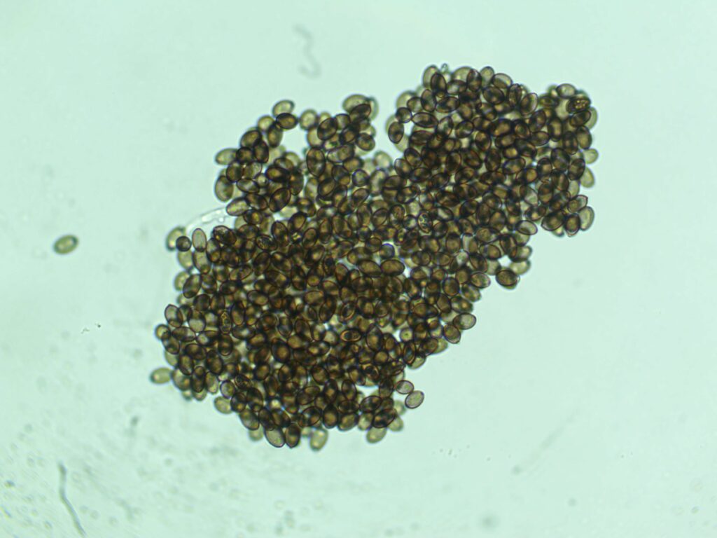 Burma 12mL Spores