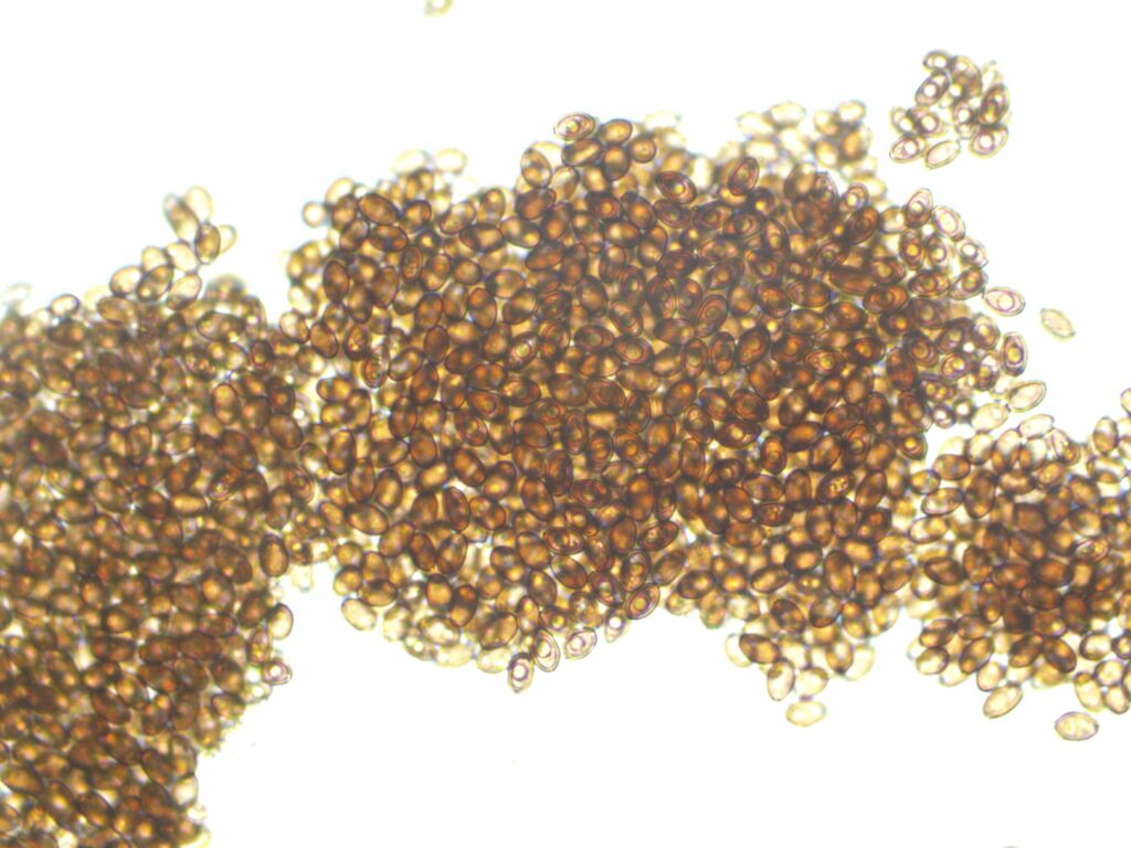 Cambodian Gold 12mL Spores