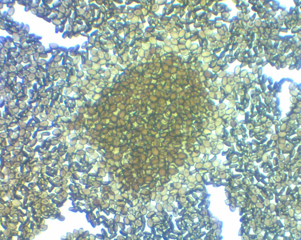 Entheogen Explosion Spore Print