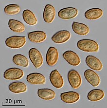 Gymnopilus Luteofolius 12mL Spores