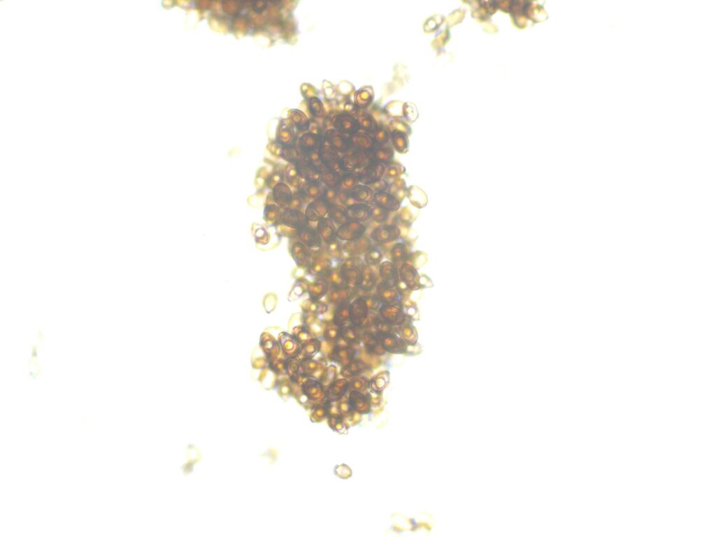 Huautla 12mL Spores