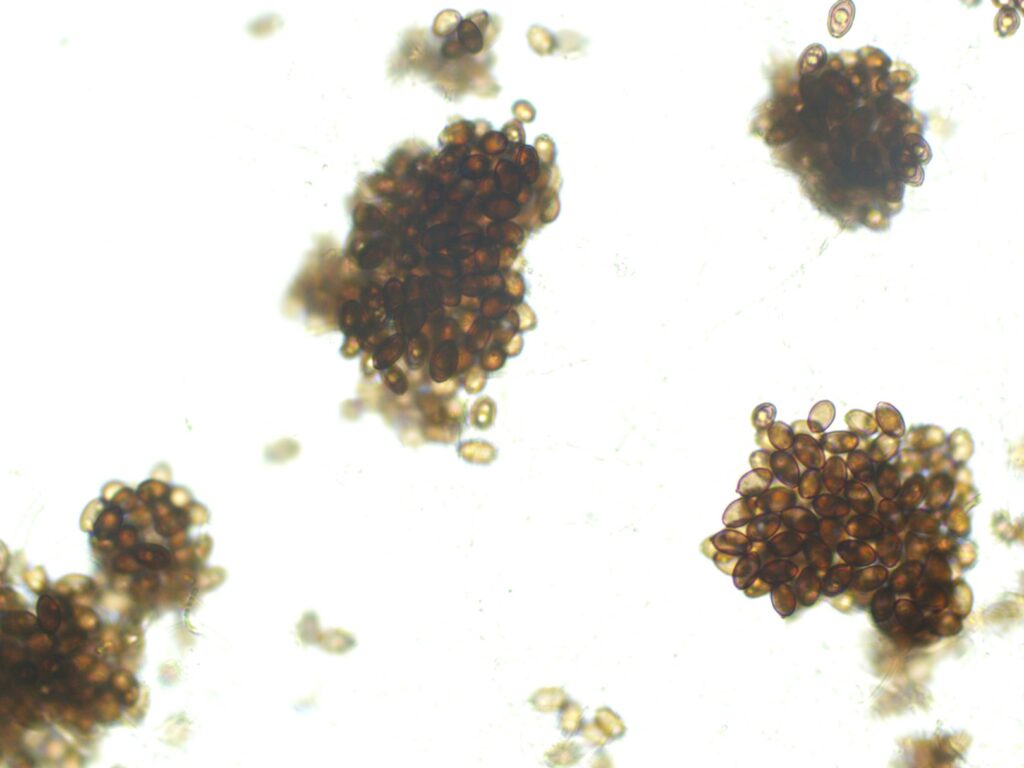 Iquitos 12mL Spores