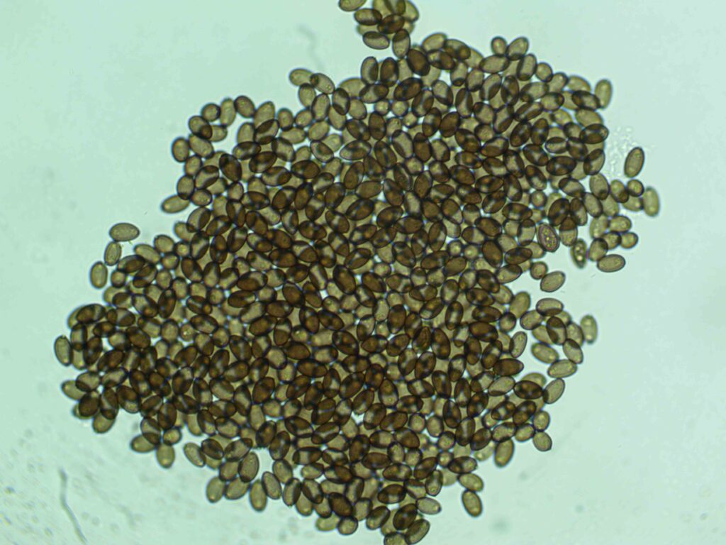 Mars 12mL Spores