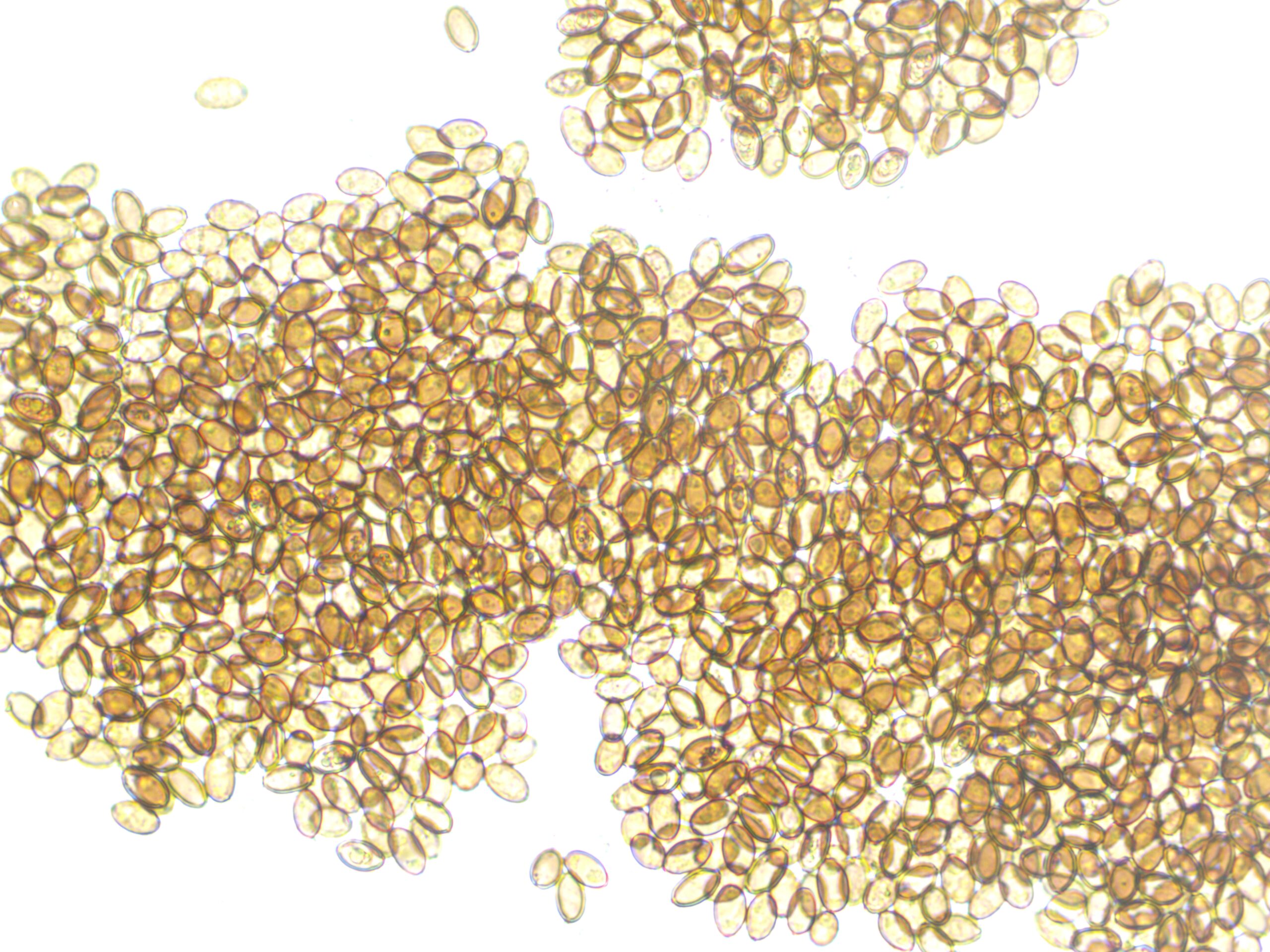 Mazatapec 12mL Spores