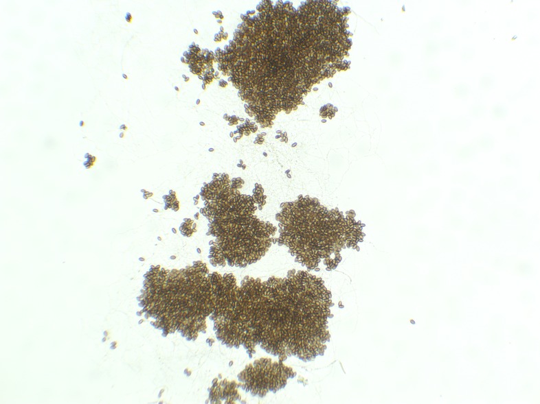 Nezuko 12mL Spores