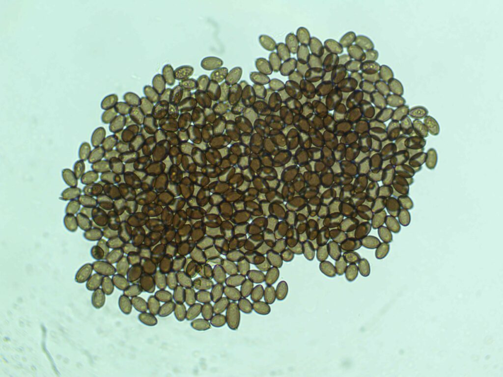 Pakalensis 12mL Spores