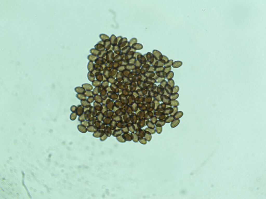 Roatan Honduras 12mL Spores