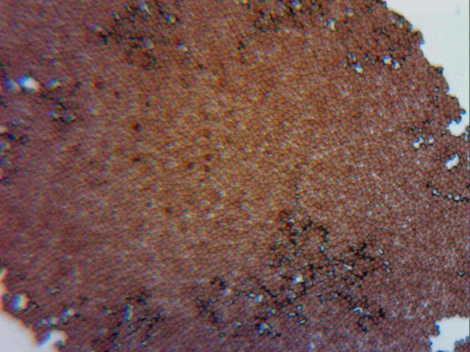 Taman Negara 12mL Spores