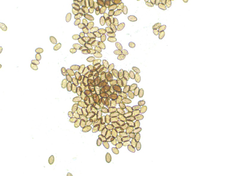 Tasmanian 12mL Spores