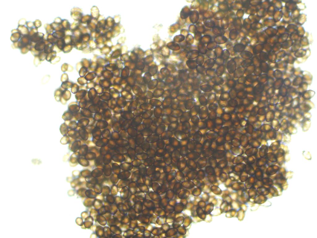 Z-Strain 12mL Spores