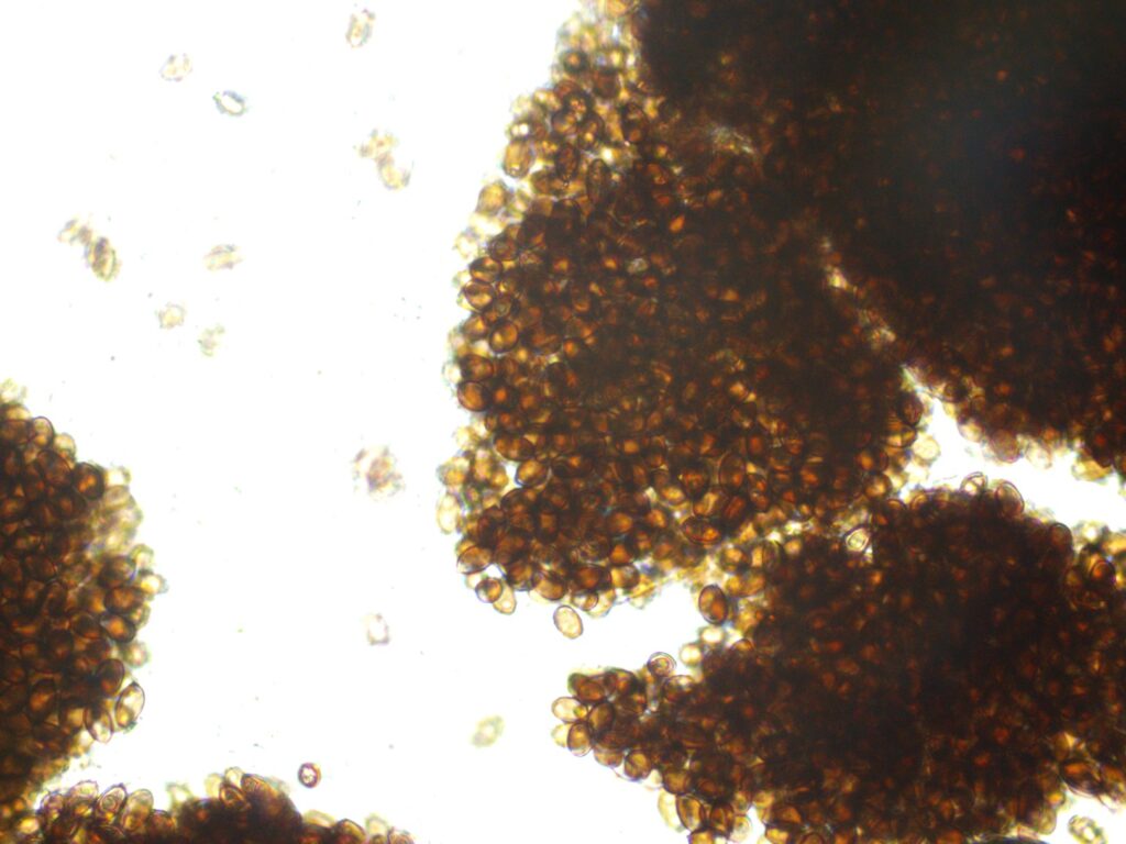 Full Moon Party 12mL Spores