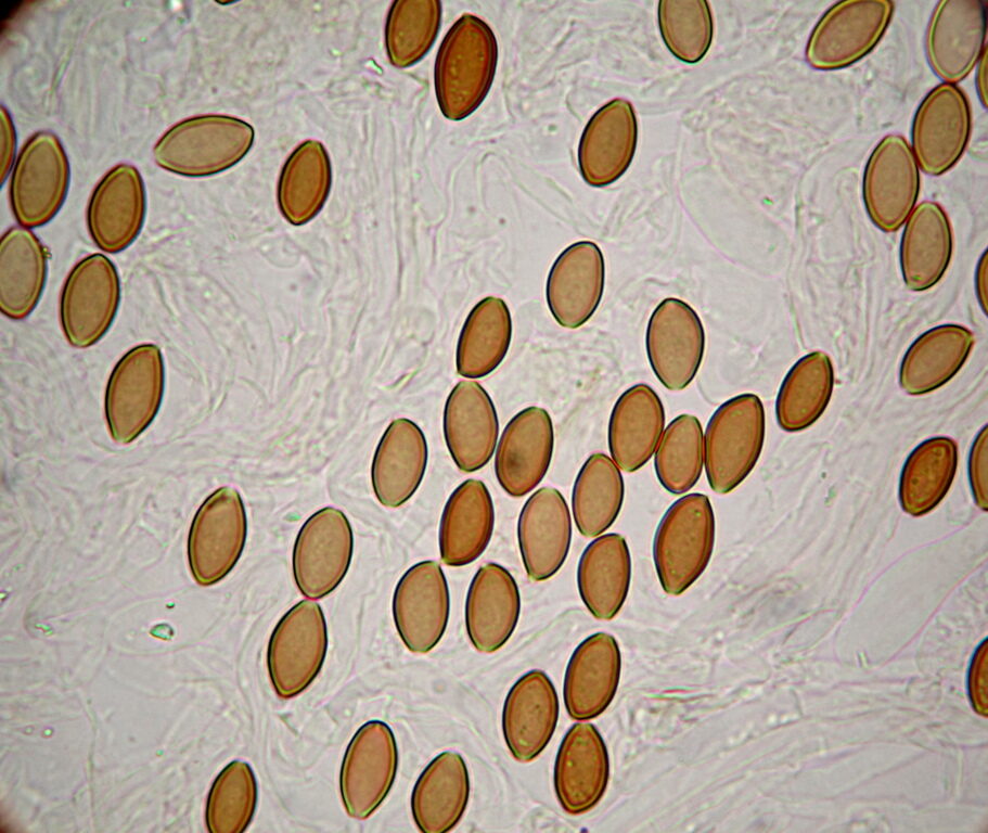 Psilocybe Azurescens Spore Swabs