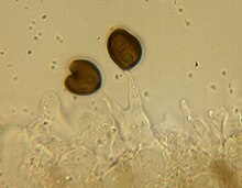 Panaeolus Bisporus Spore Swabs