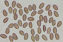 Psilocybe Cyanescens (Wavy Cap) Spore Swabs