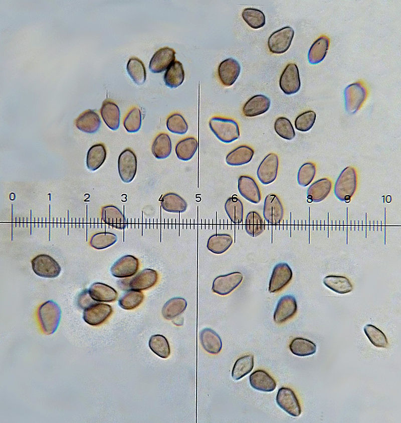 Psilocybe Semperviva (Subtropicalis) Spore Swabs