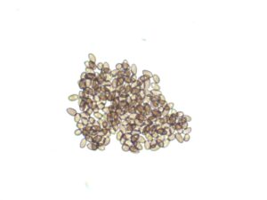 Syzygy 12mL Spores
