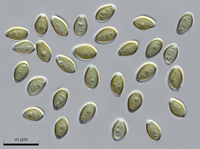 Psilocybe Zapotecorum 12mL Spores