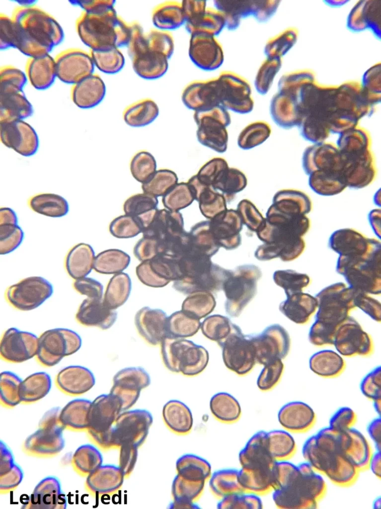 Leucistic Jedi Mind Fuck 12mL Spores