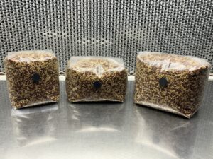 Sterilized Grains (Milo/Millet Mix)