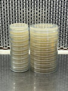 50-Pack of 60mm (small) Malt Extract Agar Plates