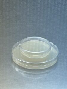 50-Pack of 60mm (small) Malt Extract Agar Plates