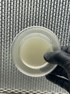 50-Pack of 60mm (small) Malt Extract Agar Plates